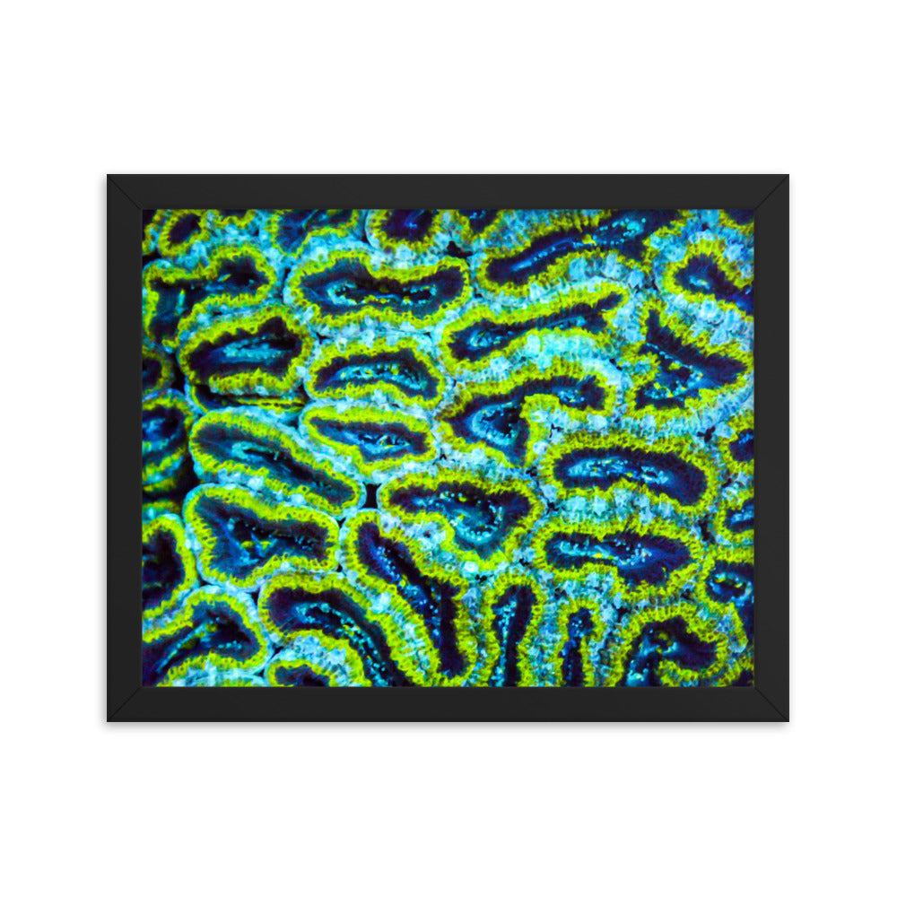Victors - Framed Fine Art Print - Coral Reef Photography Art