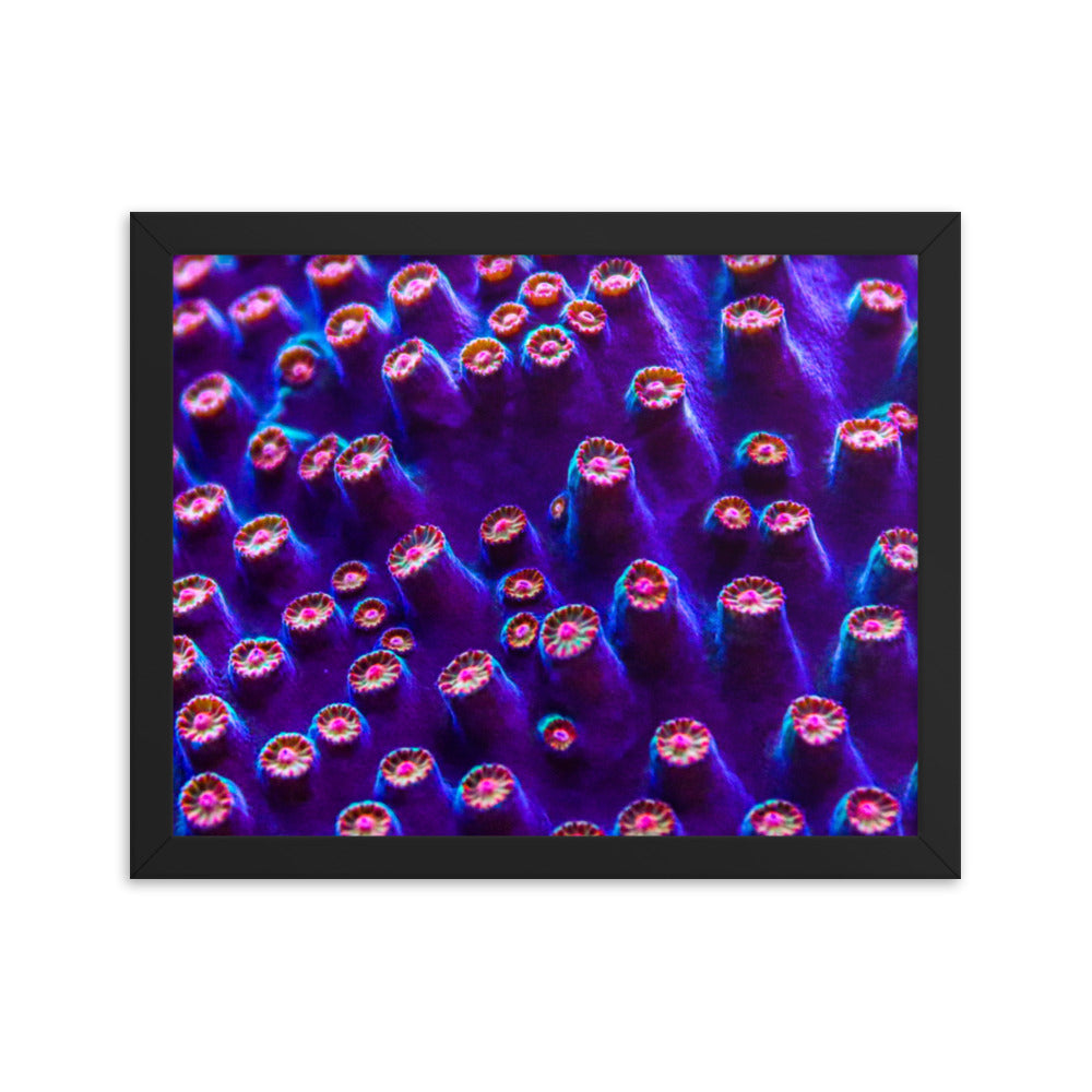 Cavern Wall  - Framed Fine Art Print - Coral Reef Photography Art