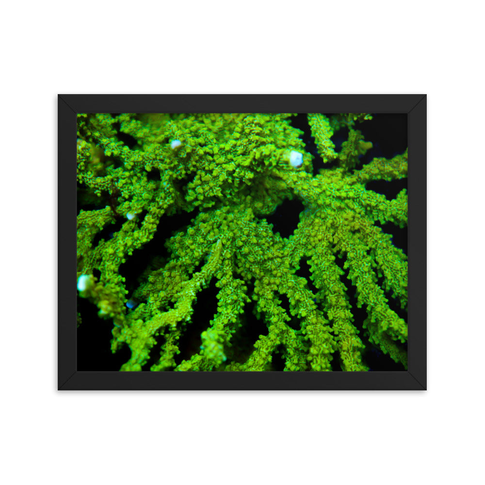 Davy Jones' Silhouette  - Framed Fine Art Print - Coral Reef Photography Art