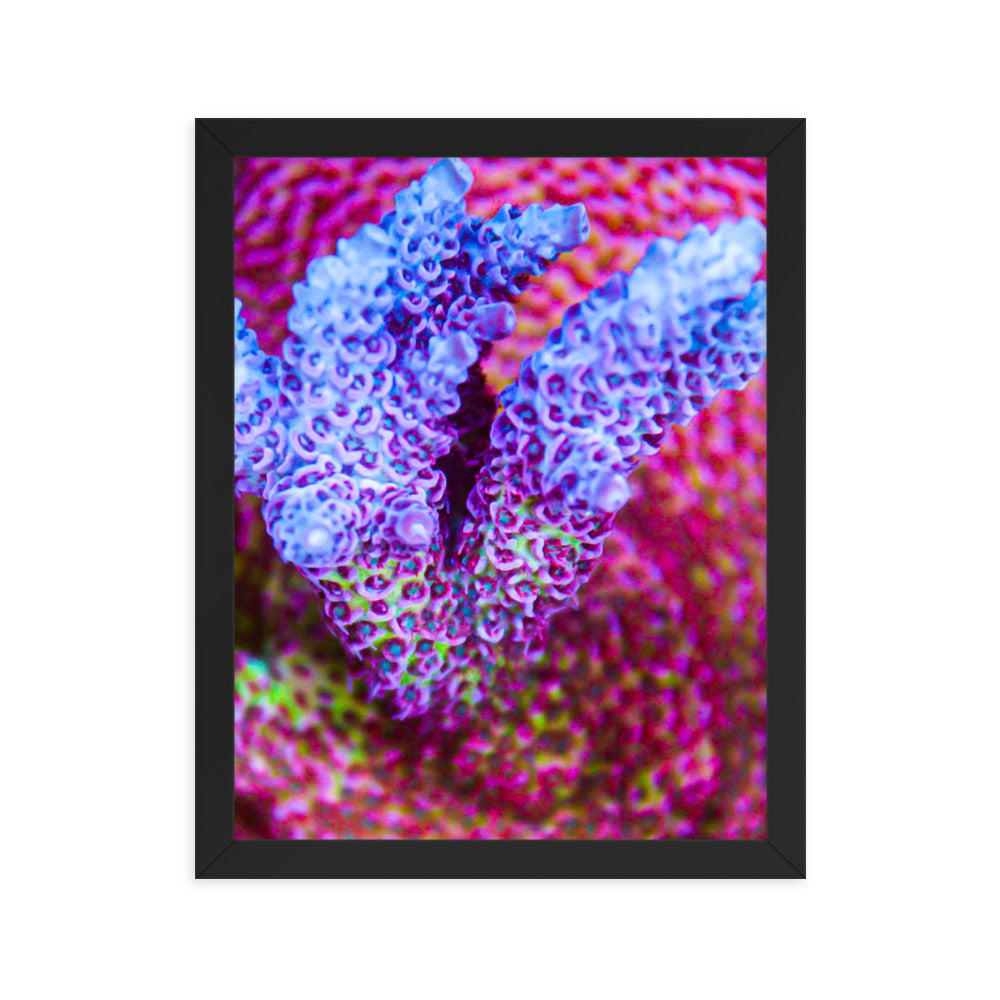 Frosted Tips - Framed Fine Art Print - Coral Reef Photography Art