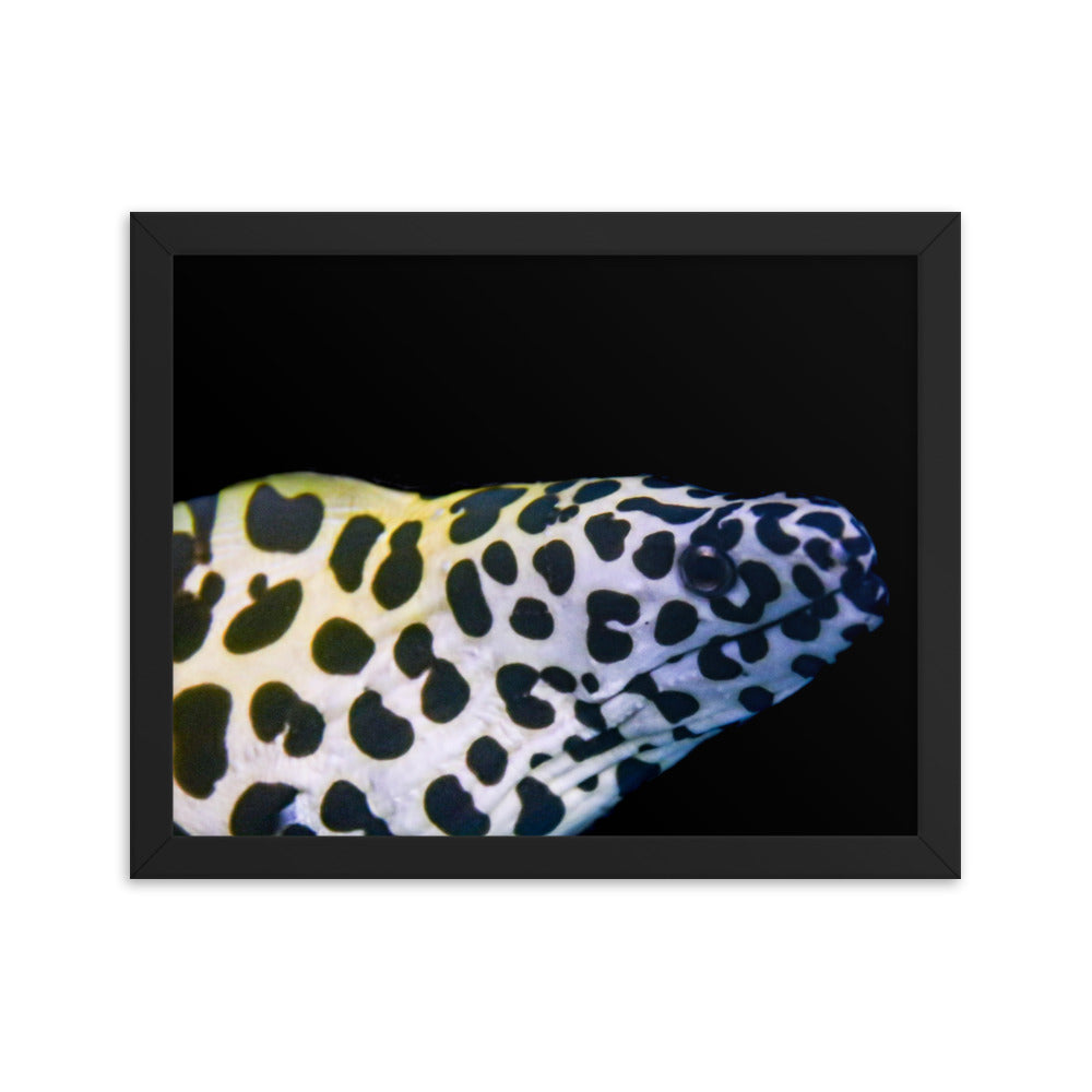 Blue In The Face - Framed Fine Art Print - Coral Reef Photography Art