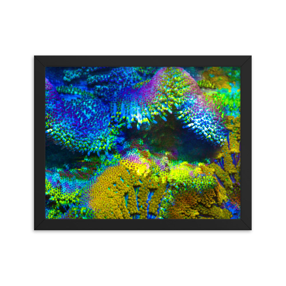 Shades Of Madness - Framed Fine Art Print - Coral Reef Photography Art