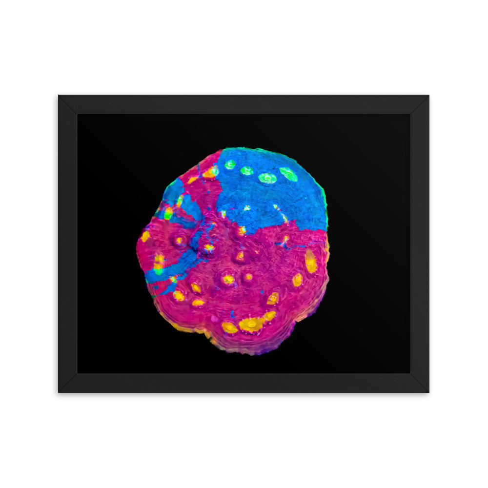 Waxberry - Framed Fine Art Print - Coral Reef Photography Art