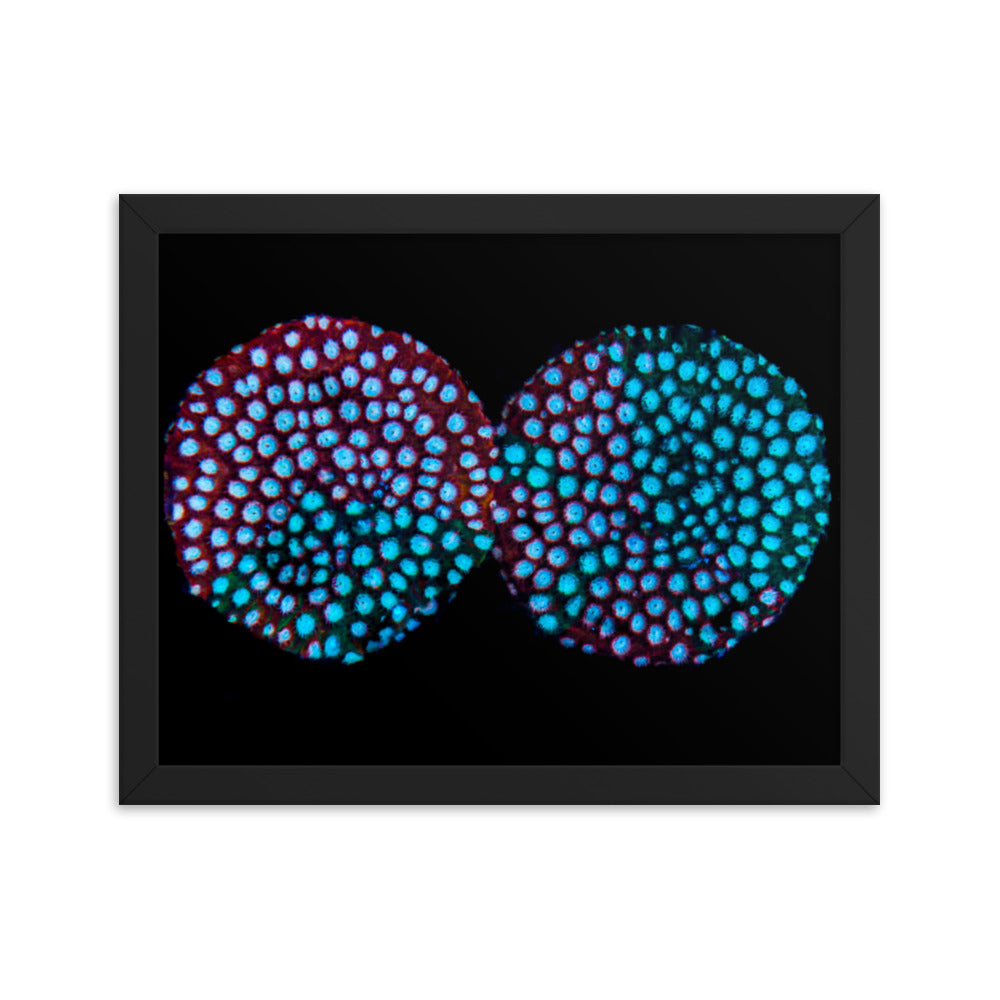 Hypnosis  - Framed Fine Art Print - Coral Reef Photography Art