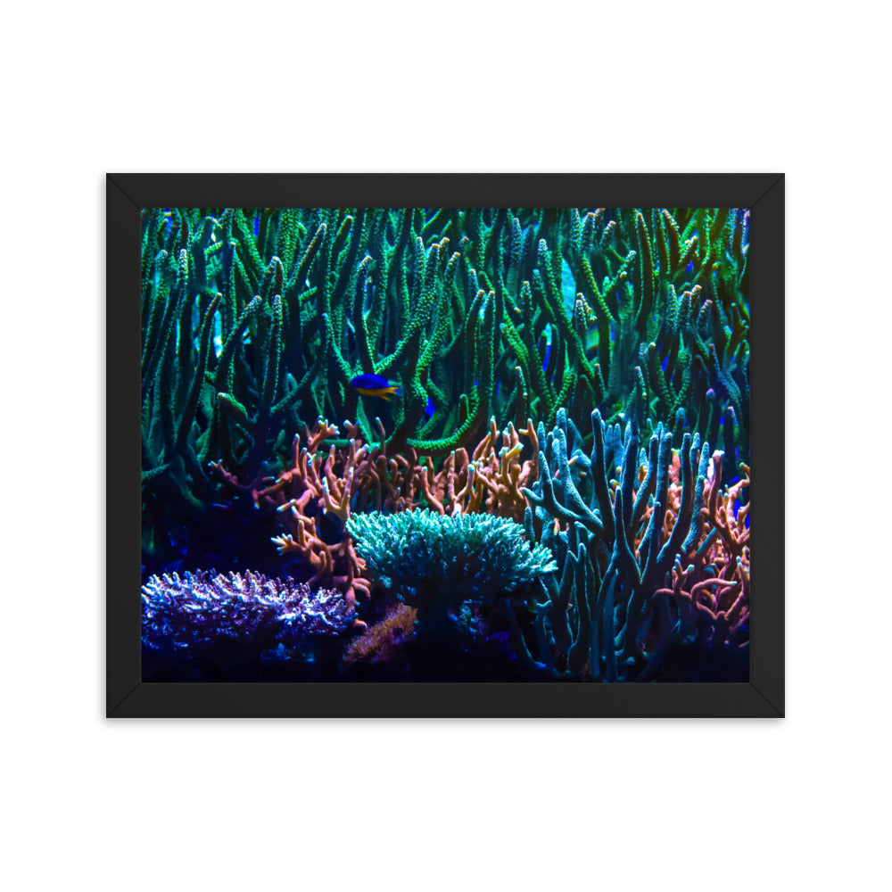 Limestone Forest - Framed Fine Art Print - Coral Reef Photography Art