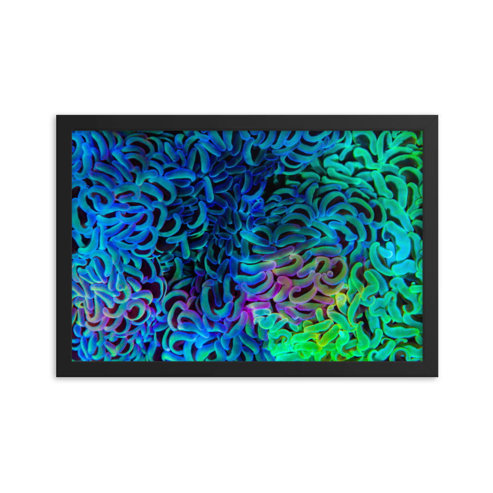 Aurora - Framed Fine Art Print - Coral Reef Photography Art