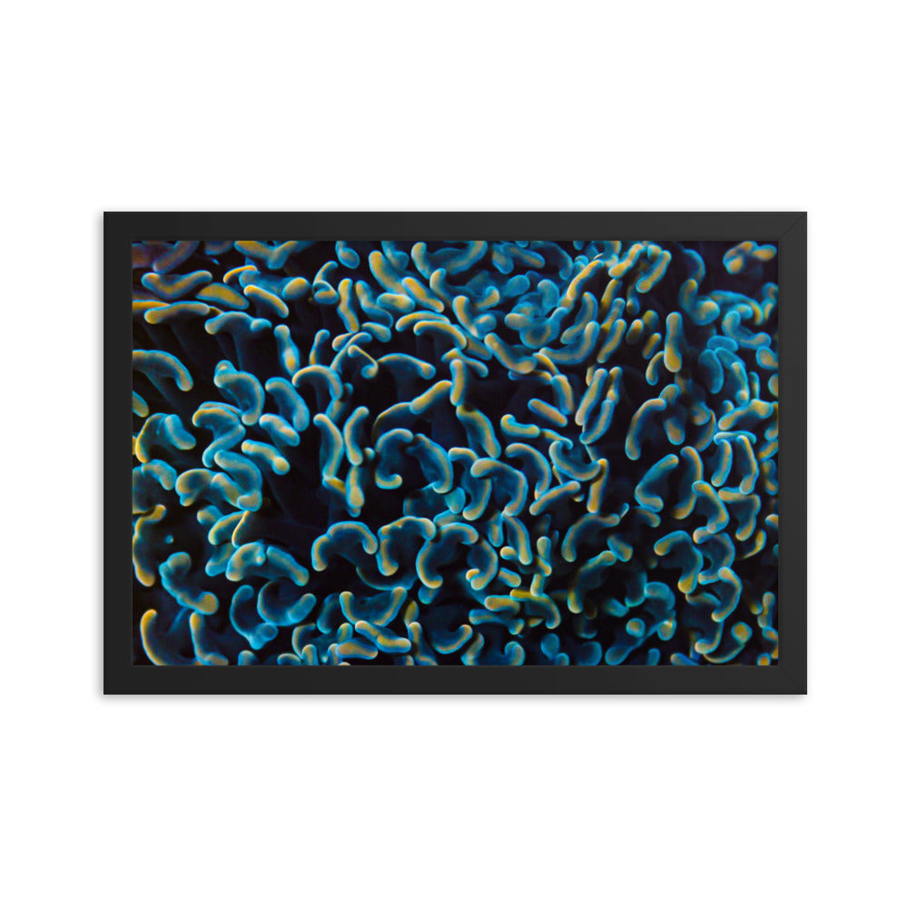 Below The Horizon - Framed Fine Art Print - Coral Reef Photography Art
