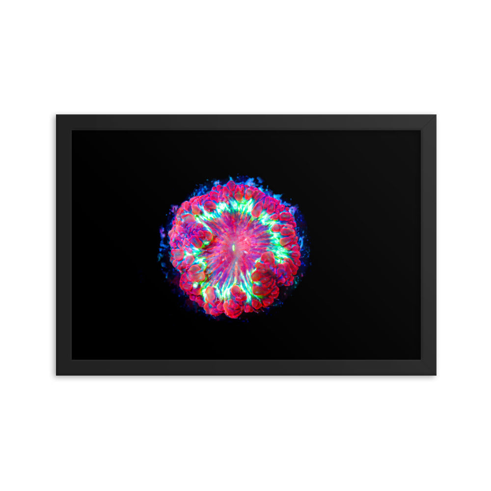 Blastonova - Framed Fine Art Print - Coral Reef Photography Art