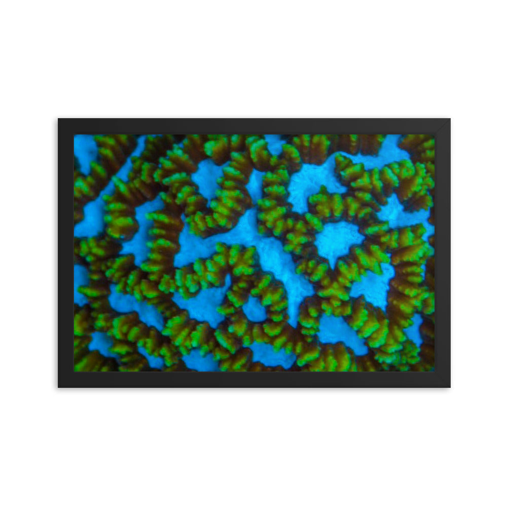 Blue Domino - Framed Fine Art Print - Coral Reef Photography Art