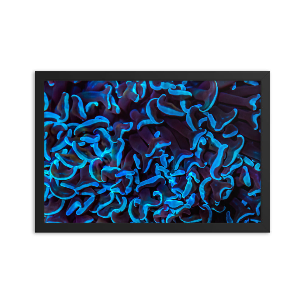 Chocolate Tides  - Framed Fine Art Print - Coral Reef Photography Art