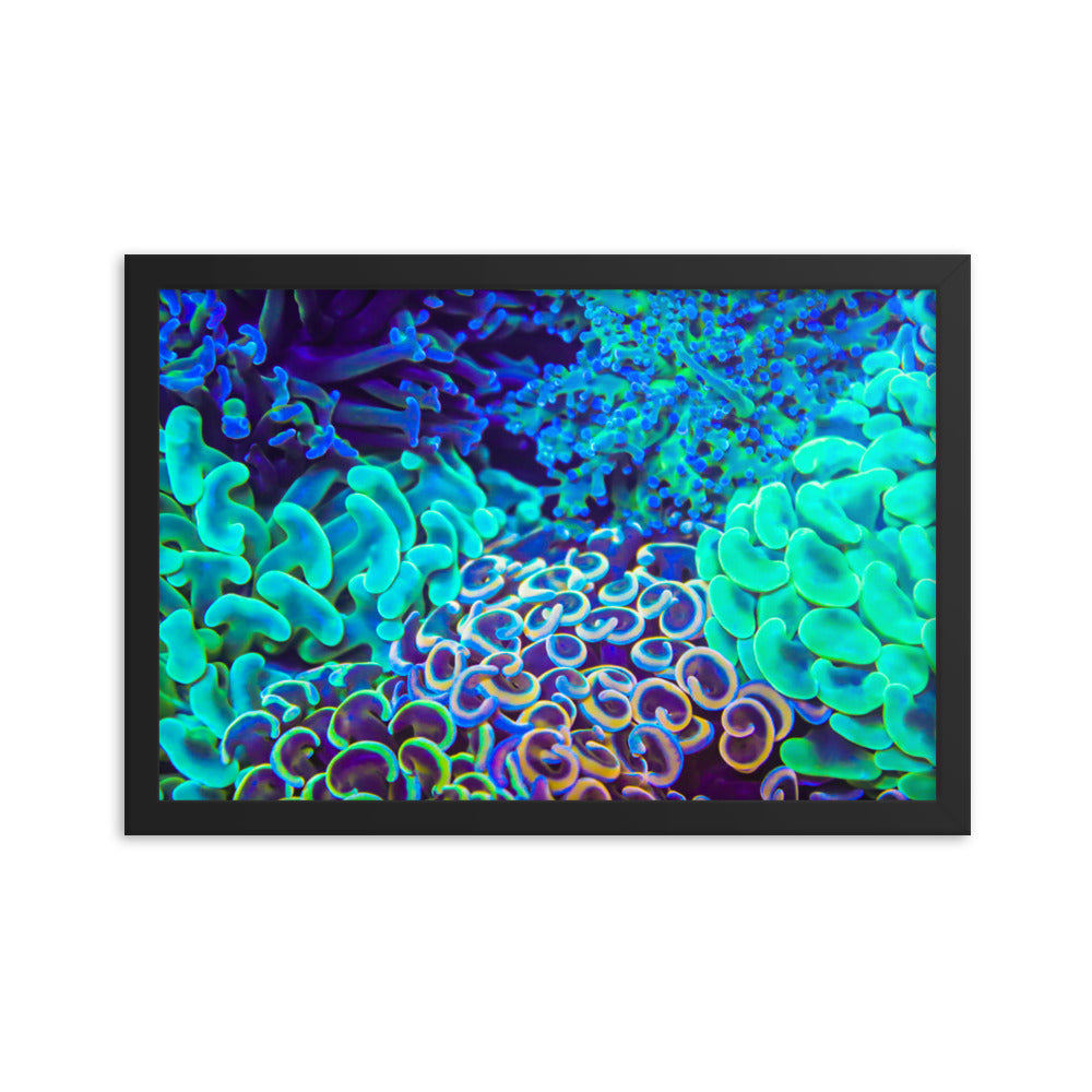 Coral Bouquet - Framed Fine Art Print - Coral Reef Photography Art