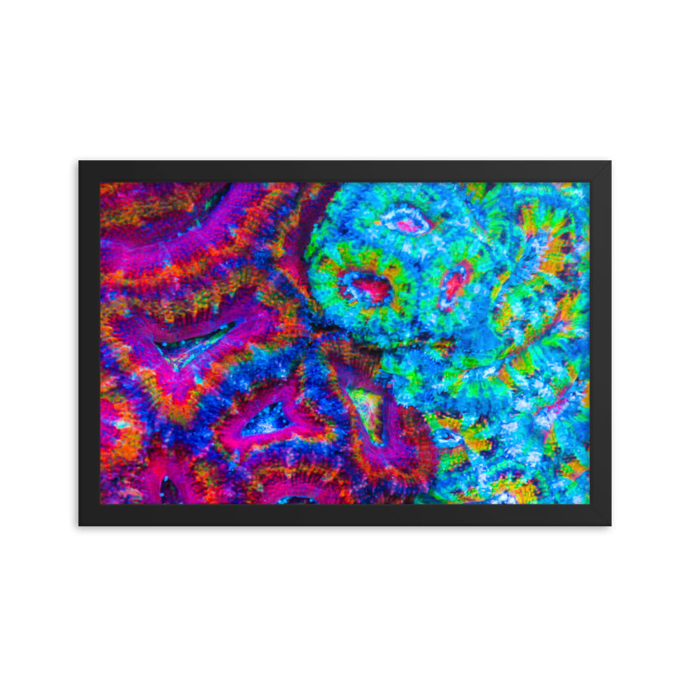 DreamWeaver  - Framed Fine Art Print - Coral Reef Photography Art