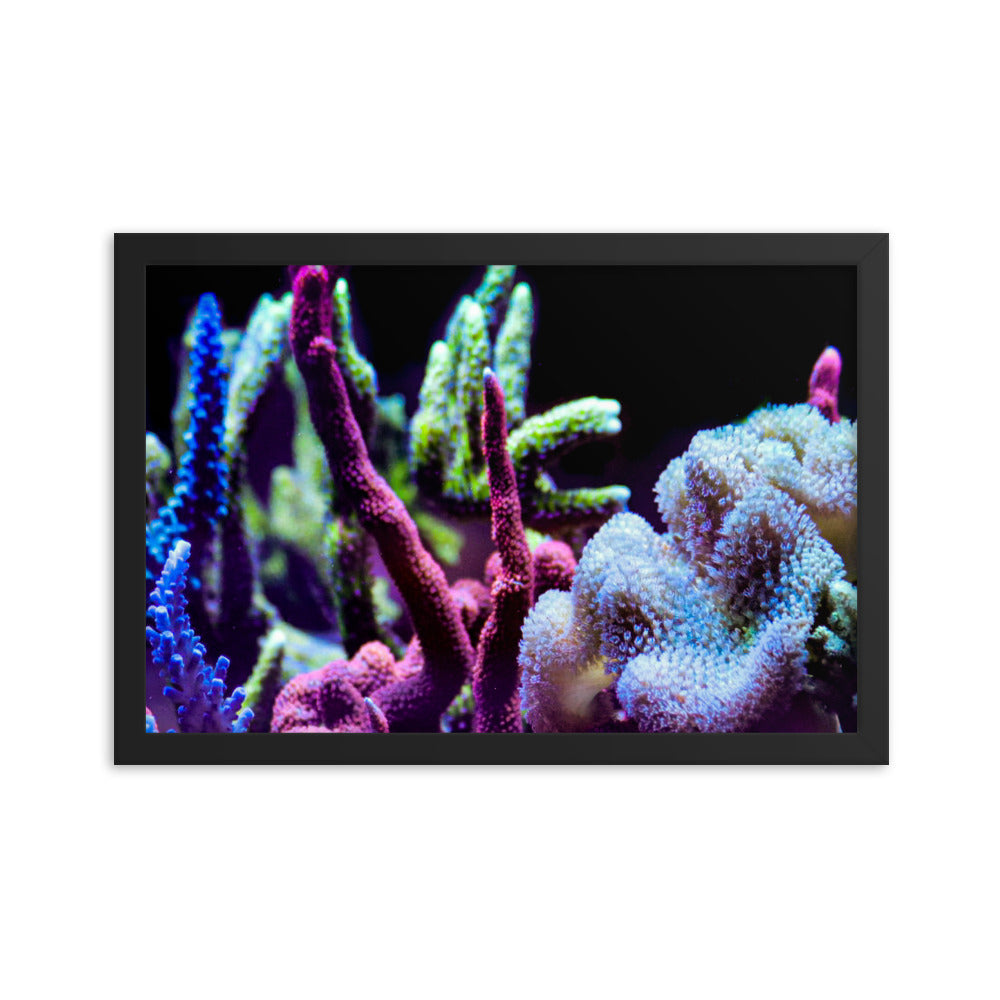 Fairy Garden  - Framed Fine Art Print - Coral Reef Photography Art