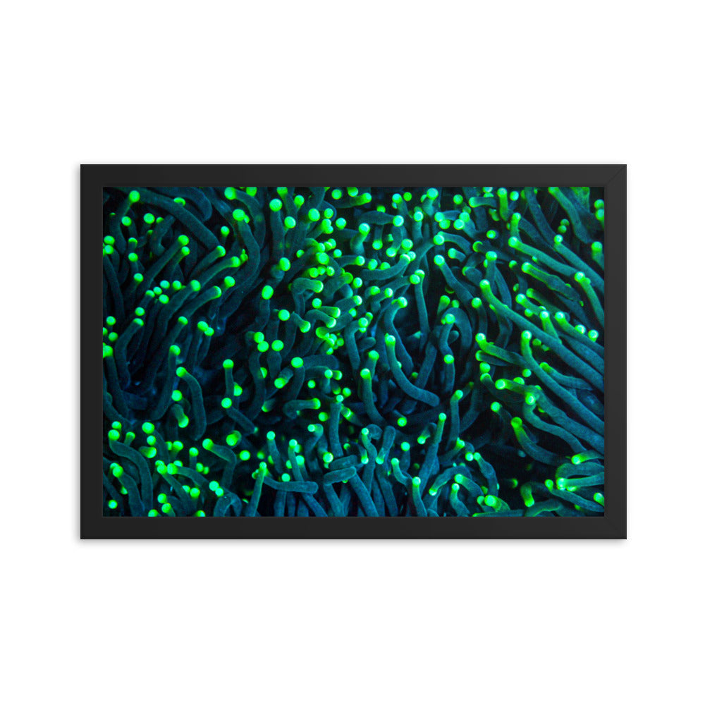 Firefly Rockets  - Framed Fine Art Print - Coral Reef Photography Art