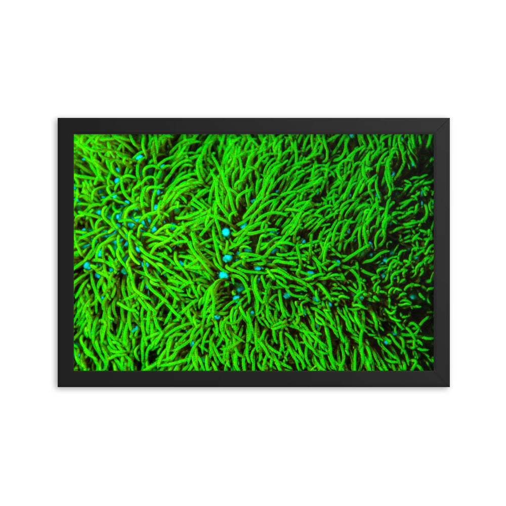 Greener Pastures  - Framed Fine Art Print - Coral Reef Photography Art