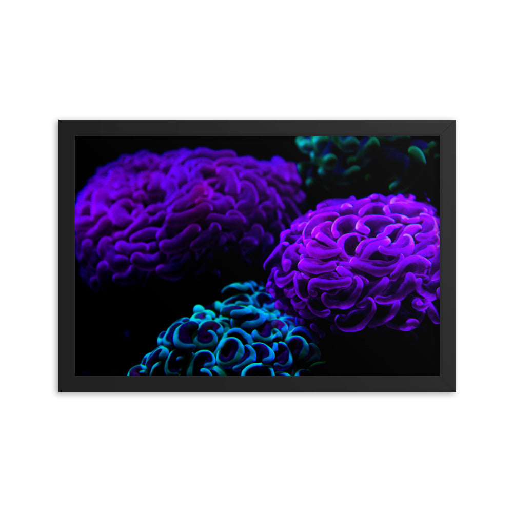 Joanna  - Framed Fine Art Print - Coral Reef Photography Art