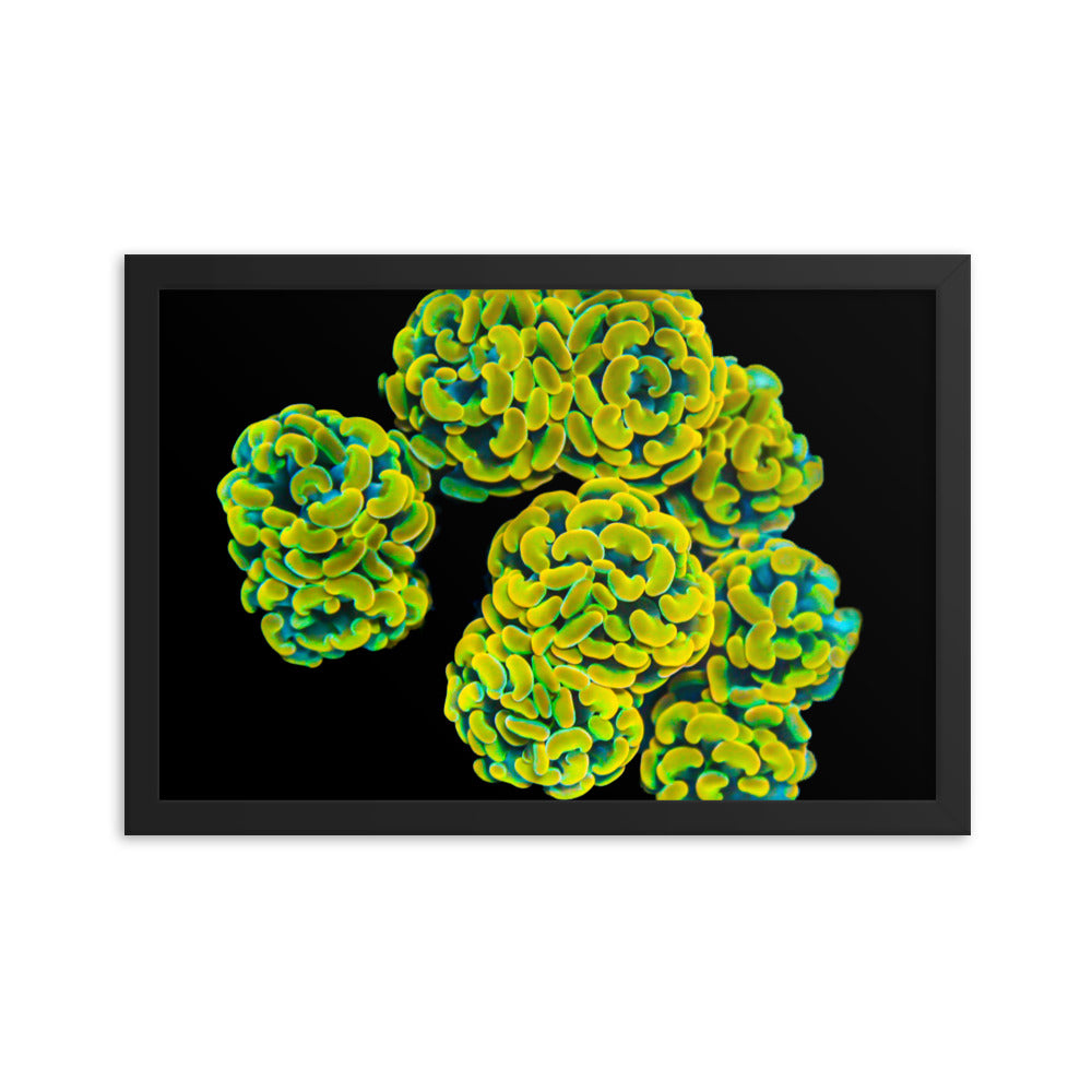 Mystic Marigolds - Framed Fine Art Print - Coral Reef Photography Art