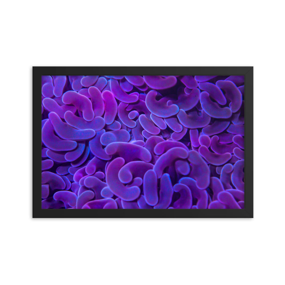 Taro Tide  - Framed Fine Art Print - Coral Reef Photography Art