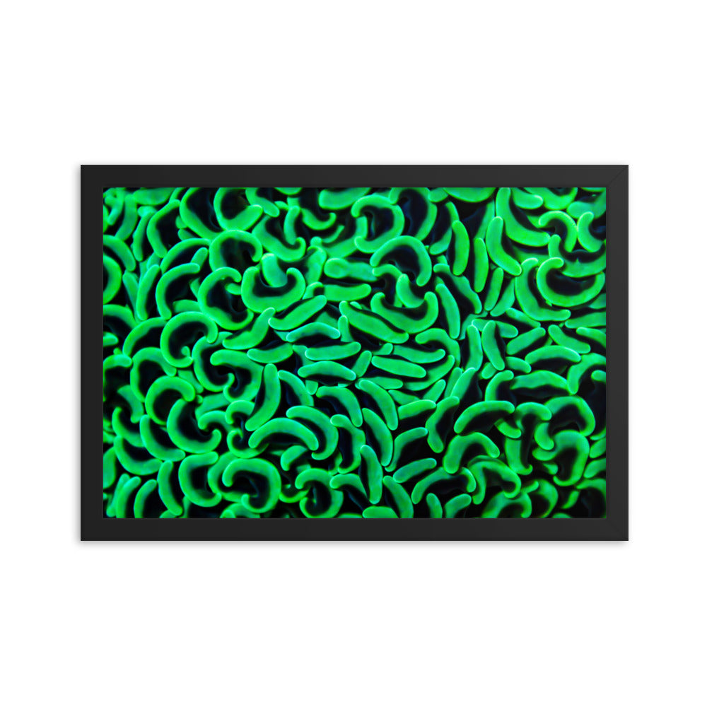 The Riddlers Rug - Framed Fine Art Print - Coral Reef Photography Art