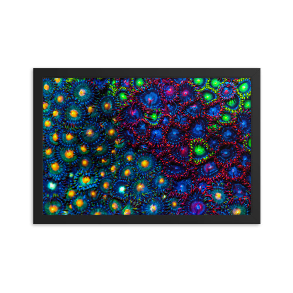 Turf War  - Framed Fine Art Print - Coral Reef Photography Art