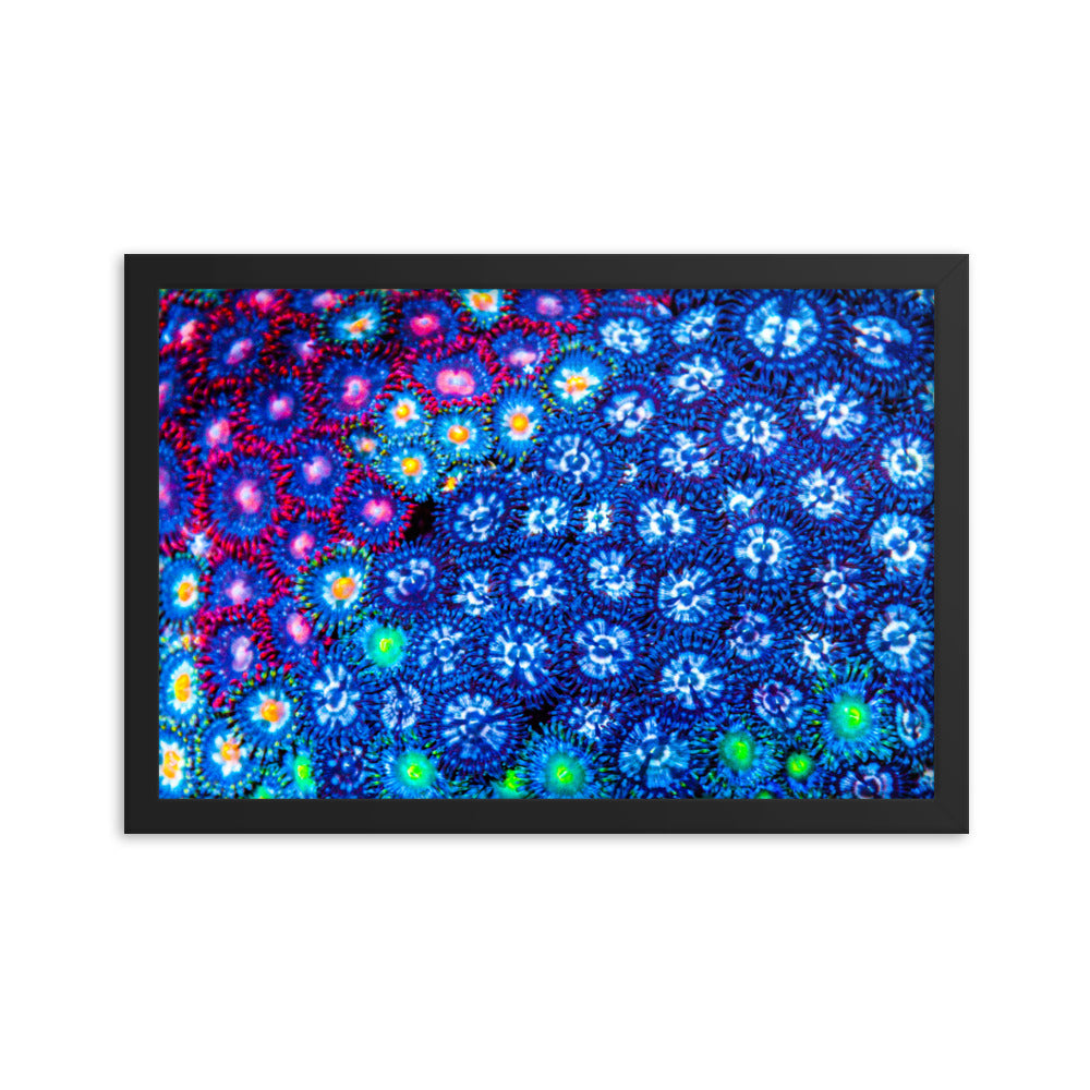 Winter Florals  - Framed Fine Art Print - Coral Reef Photography Art