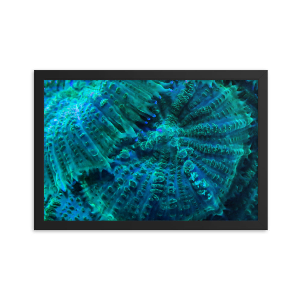 Green Testudo - Framed Fine Art Print - Coral Reef Photography Art