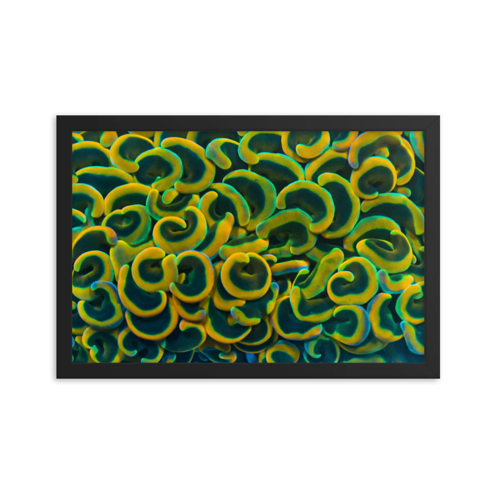 Yellow Brick Rainbow Road - Framed Fine Art Print - Coral Reef Photography Art
