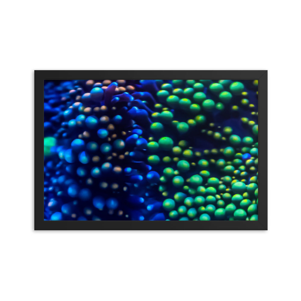 Inside The Equalizer - Framed Fine Art Print - Coral Reef Photography Art