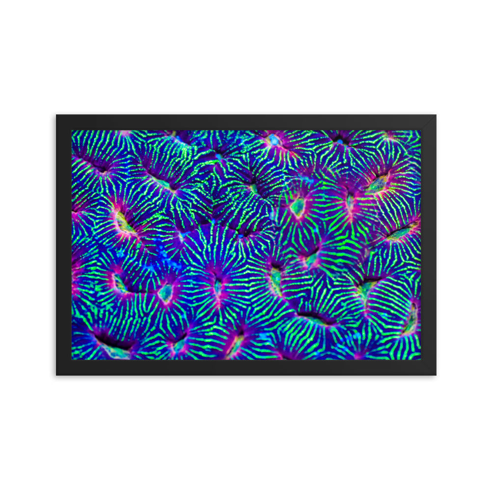 Jungle Stop - Framed Fine Art Print - Coral Reef Photography Art