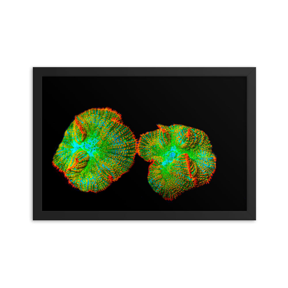 Lizard Frill - Framed Fine Art Print - Coral Reef Photography Art