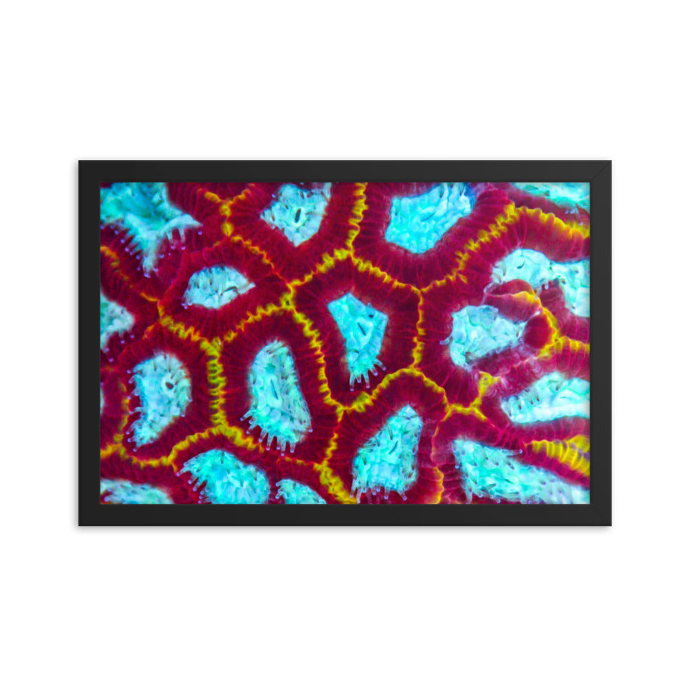 Arc Reactor - Framed Fine Art Print - Coral Reef Photography Art