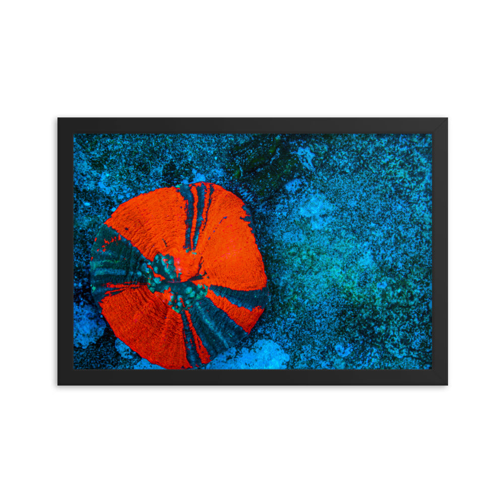 Artic Edge - Framed Fine Art Print - Coral Reef Photography Art