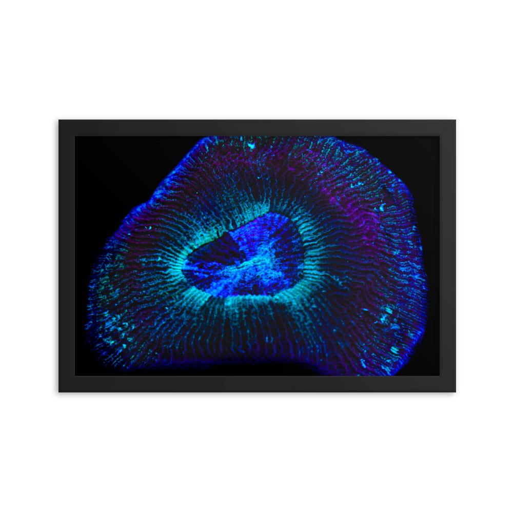 Crown Geode - Framed Fine Art Print - Coral Reef Photography Art
