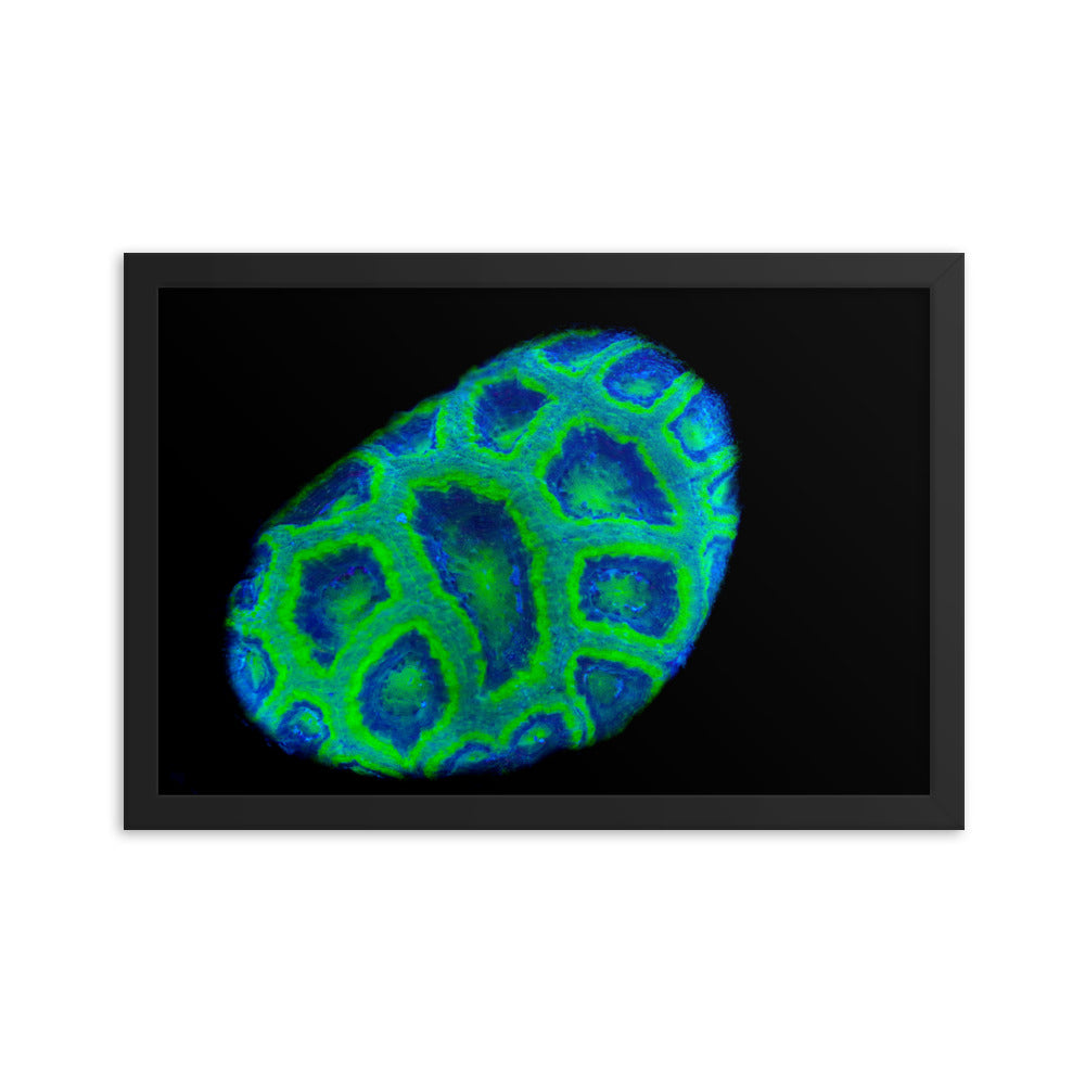 Green Petosky - Framed Fine Art Print - Coral Reef Photography Art