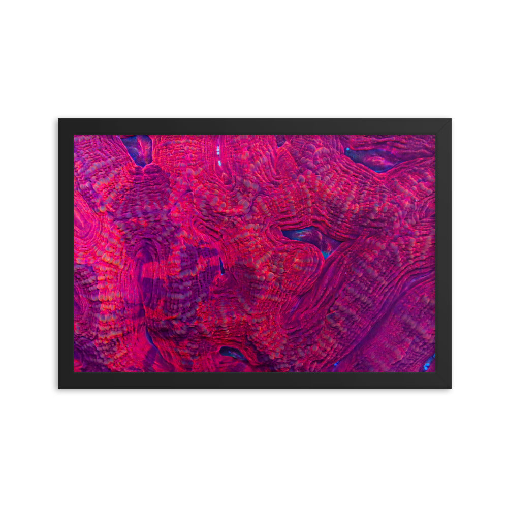 Igneous - Framed Fine Art Print - Coral Reef Photography Art