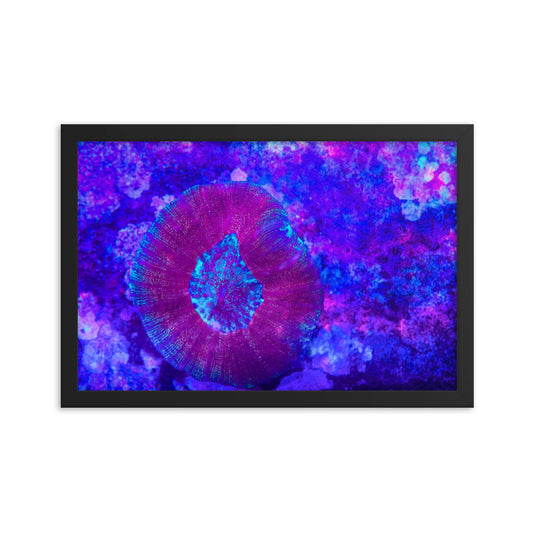 Iridescent Rain - Framed Fine Art Print - Coral Reef Photography Art