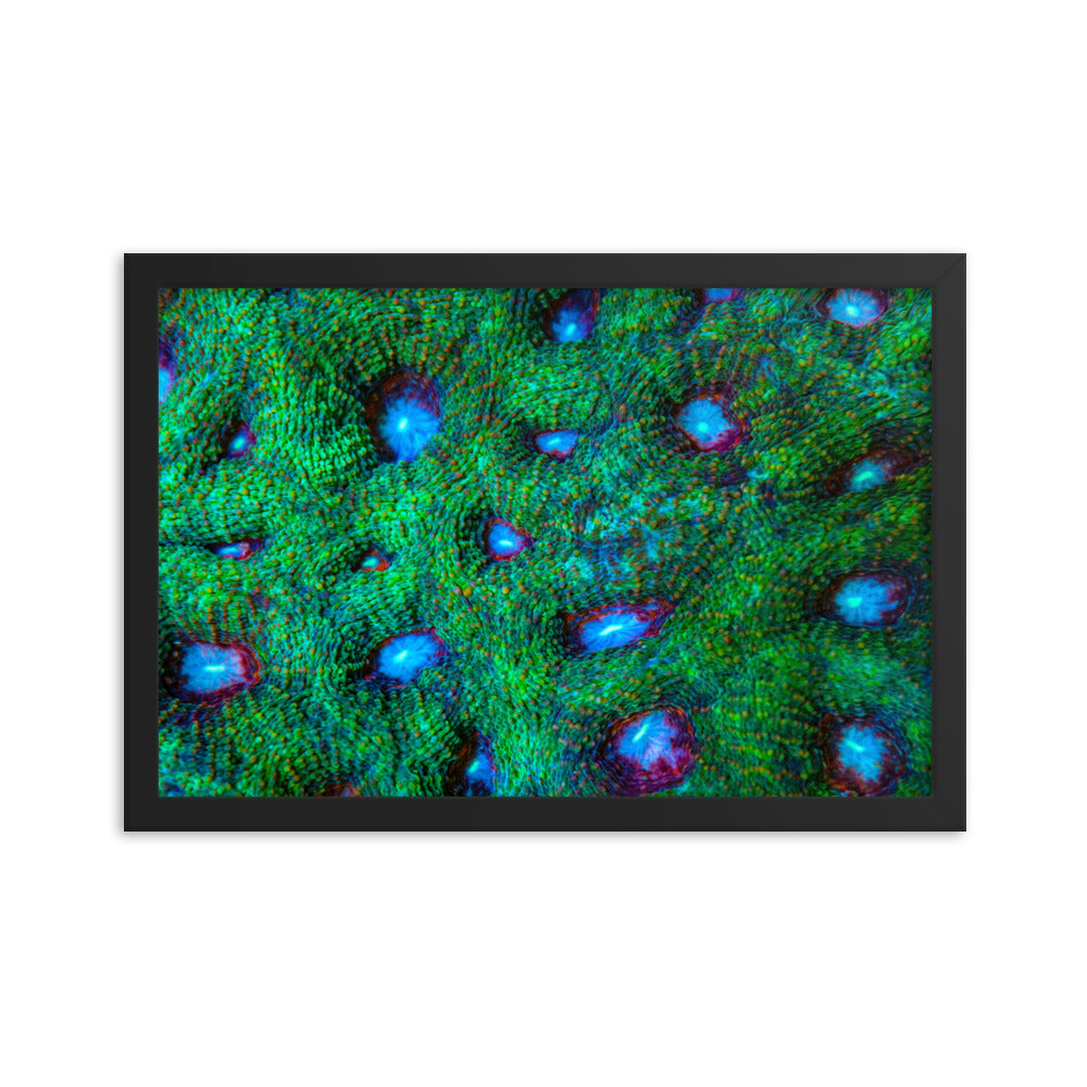 Land Of Ten Thousand Lakes - Framed Fine Art Print - Coral Reef Photography Art