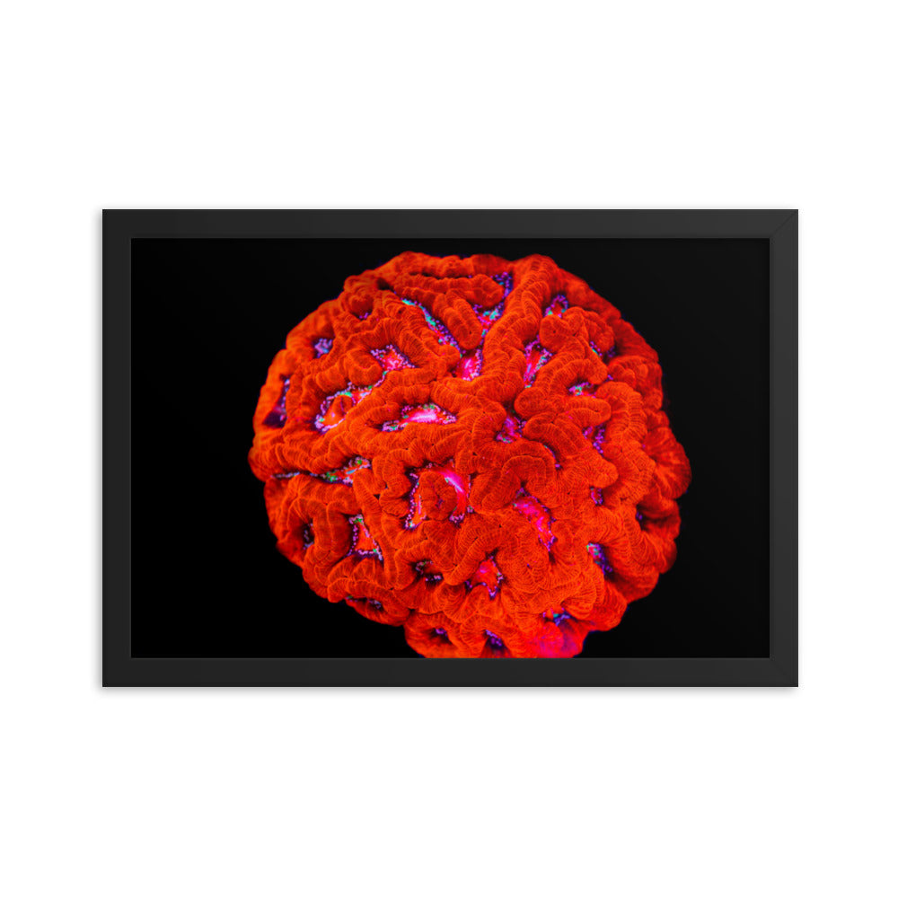 Mars' Craniology - Framed Fine Art Print - Coral Reef Photography Art