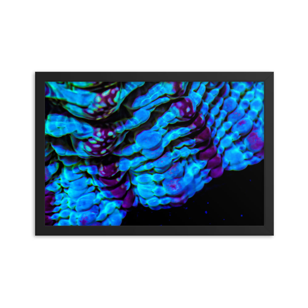 Nebulous Edge  - Framed Fine Art Print - Coral Reef Photography Art