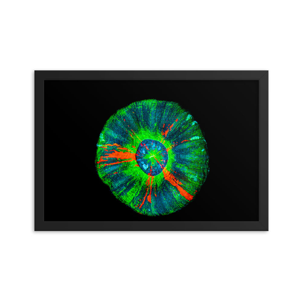 Oculus - Framed Fine Art Print - Coral Reef Photography Art