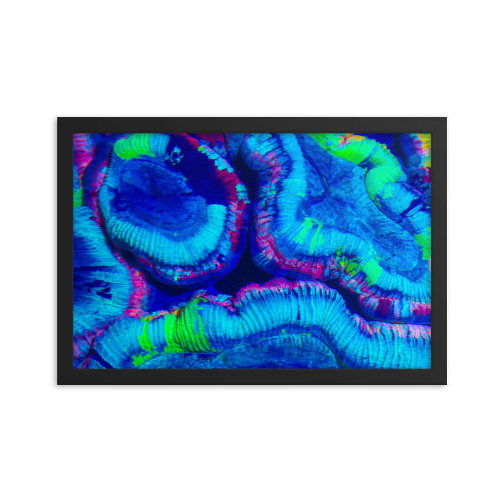 Rave Paint - Framed Fine Art Print - Coral Reef Photography Art