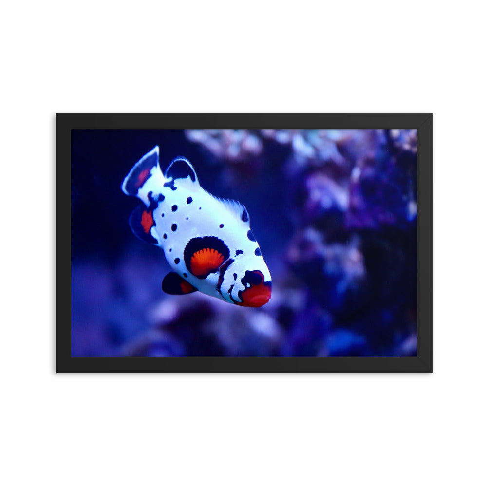 Ocellated Jester - Framed Fine Art Print - Coral Reef Photography Art