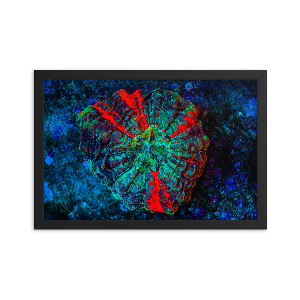 Red Radial - Framed Fine Art Print - Coral Reef Photography Art