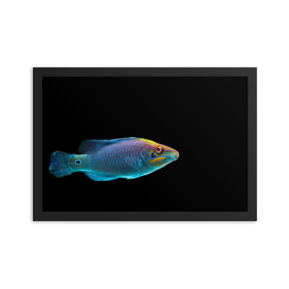 Fluores-Face - Framed Fine Art Print - Coral Reef Photography Art