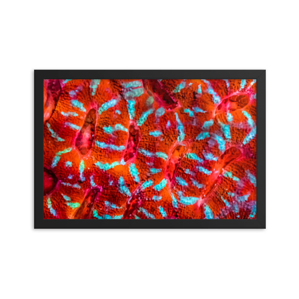 Turquoise Conchas - Framed Fine Art Print - Coral Reef Photography Art