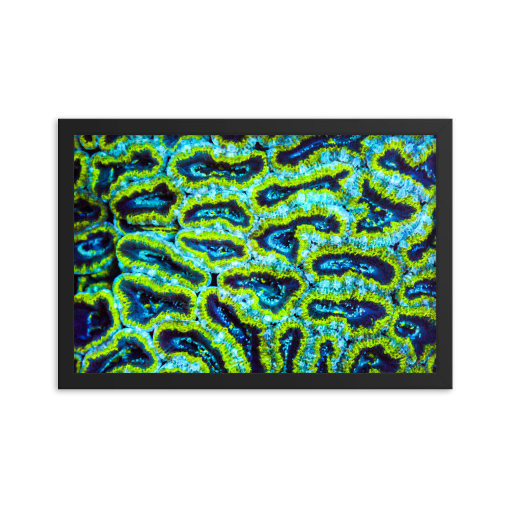 Victors - Framed Fine Art Print - Coral Reef Photography Art