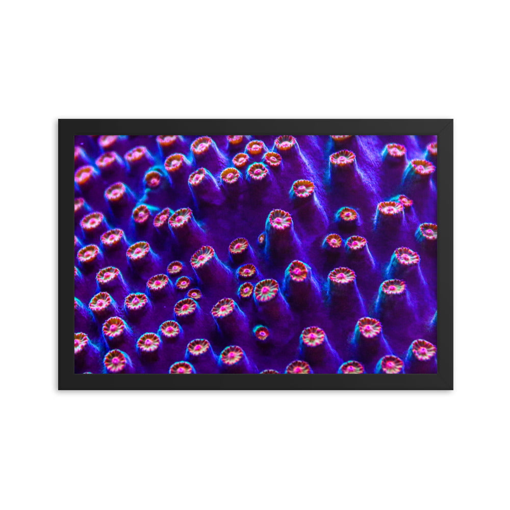 Cavern Wall  - Framed Fine Art Print - Coral Reef Photography Art