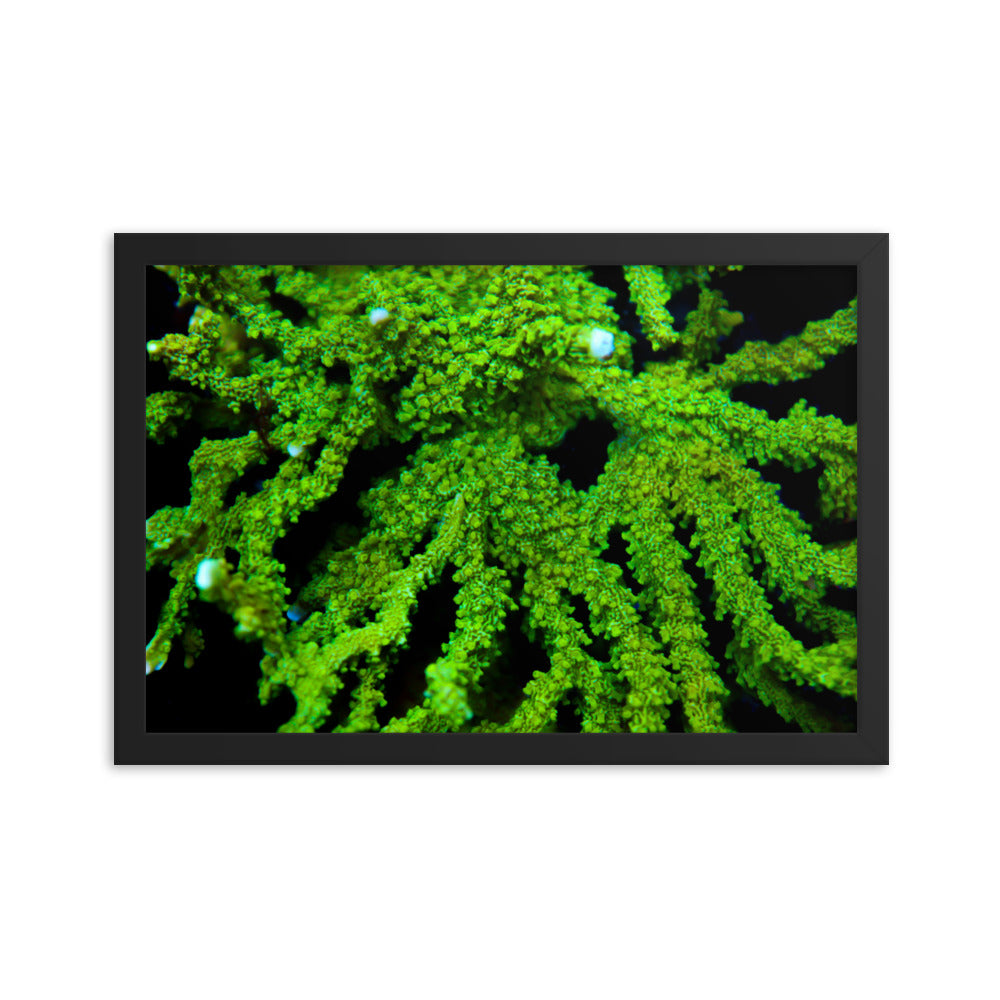 Davy Jones' Silhouette  - Framed Fine Art Print - Coral Reef Photography Art
