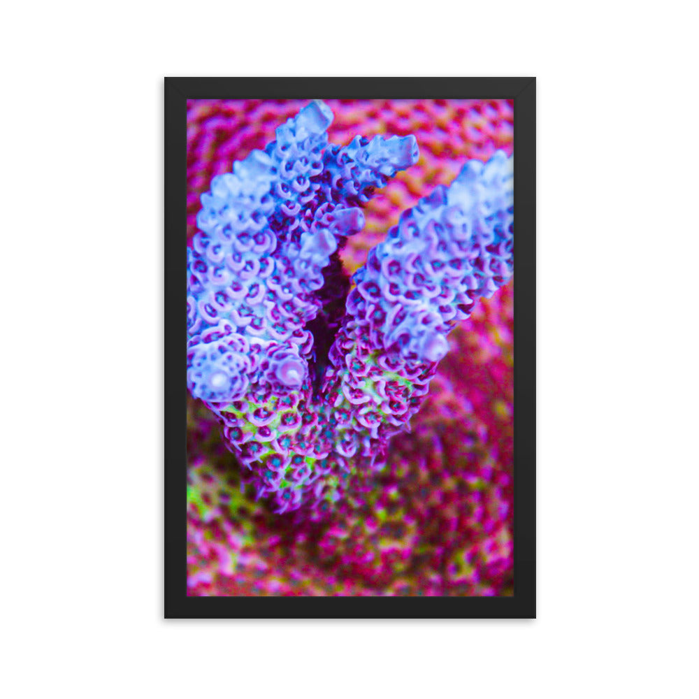 Frosted Tips - Framed Fine Art Print - Coral Reef Photography Art