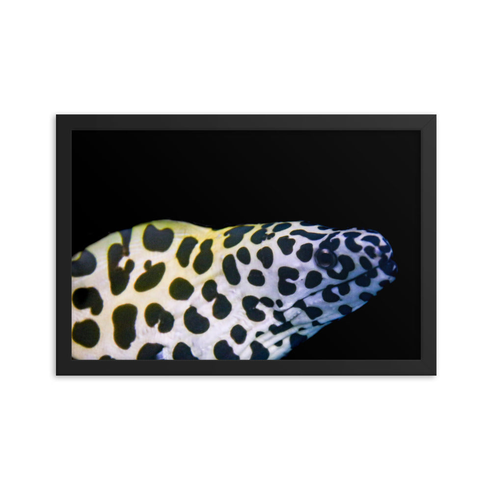 Blue In The Face - Framed Fine Art Print - Coral Reef Photography Art